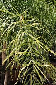 Image result for Chamaecrista plumosa