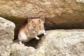 Die Kleine Waldmaus Und Der Wiesenplatz Elkes Kindergeschichten Ausgestopftes Tier Feldmaus Tiere