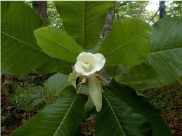 Check spelling or type a new query. Plant Details North Carolina Native Plant Society