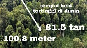 Teh tarik awani 31 dis: Pokok Tropika Tertinggi Di Dunia Single Mode Youtube