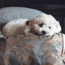 Cute and cuddly, the maltipoo is an affectionate hybrid breed dog (purebred poodle and maltese mix). 1 Maltipoo Puppies For Sale In Portland Or Uptown