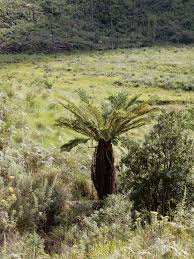 Image result for Cyathea dregei