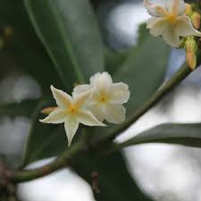 Image result for Mascarenhasia