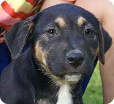 Looking for a greater swiss mountain dog or swissy puppy? Allentown Pa Greater Swiss Mountain Dog Meet Taylor A Pet For Adoption
