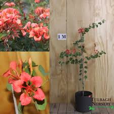 Image result for Bauhinia galpinii