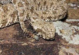 9 Of The World S Most Bizarre Snakes Snake Facts Spider Snake