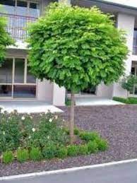 However, since not all species thrive in all regions for a privacy fence, plant small trees 6 feet apart that will quickly grow to form a compact hedge. 14 Australian Evergreen Trees Ideas In 2021 Australian Garden Outdoor Gardens Plants