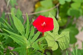 Image result for Ipomoea hochstetteri