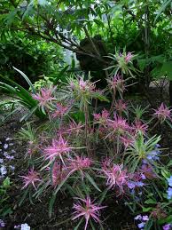Rhododendron Stenopetalum Linearfolium Spider Azalea Weird Plants Beautiful Gardens Garden Inspiration