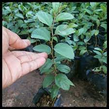 5.daun bidara atau daun bidara cina bidara acap dipertukarkan identitasnya dengan bidara cina (ziziphus zizyphus; Jual Jual Jual Jual Pohon Bidara Arab Ruqyah Asli Di Lapak Yayukshop25 Bukalapak