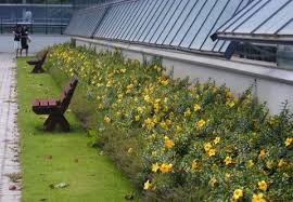 Image result for Allamanda schottii