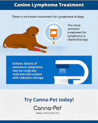 Early detection and treatment of lymphoma can extend a dog's life or cause the however, when a dog's lymphoma goes into remission, it will inevitably come back at some point. Lymphoma In Dogs Life Expectancy What Is Dog Lymphoma