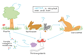 flow chart ecosystem example energy through an diagram of