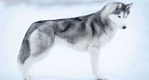 Like their cousin, the siberian husky, alaskan malamutes were sled dogs—one of the most ancient arctic breeds. Alaskan Malamute Dog Breed Profile Petfinder
