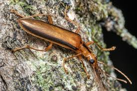 Image result for Lefebvrea longipedicellata