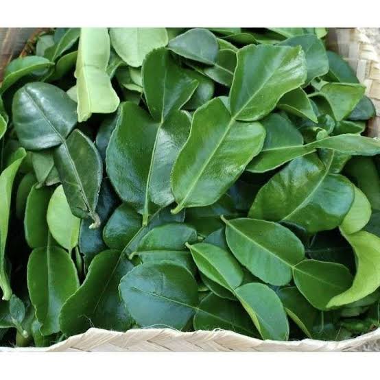Daun Jeruk