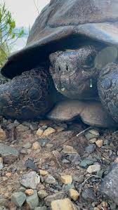 Image result for Warneckea walikalensis