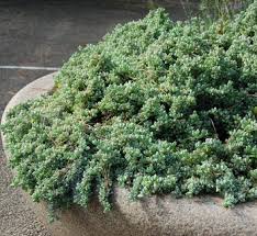 Image result for Lampranthus spp.