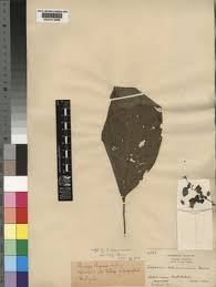 Image result for Solanum schumannianum