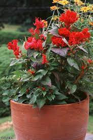 Cockscomb Celosia Argentea Prestige Scarlet Good Annual For Pots Planters
