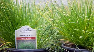 Tall grass animal hospital, located in aurora, co, is a medical facility for animals that offers comprehensive animal medical care services for pets including dogs, cats, and other household pets. Grasses O Toole S Garden Centers