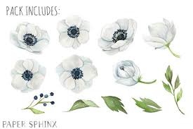 Watercolor Anemone Flowers Clipart White Wedding Flowers White Wedding Flowers Anemone Flower Anemone