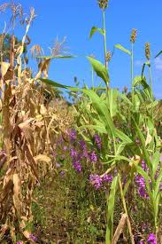 Image result for Striga