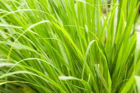 Maybe you would like to learn more about one of these? Grow Your Own Lemongrass Hgtv