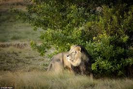 Vezi toate locaţiile pe hartă. Exclusiv 2mnews Au Murit Violent Doi Din Cei Cinci Lei SalvaÈi De La GrÄdina ZoologicÄ Din Baia Mare Èi TransferaÈi In Africa De Sud 2mnews
