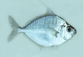 We have got 7 pics about sapsap images, photos, pictures, backgrounds, and more. Aurigequula Fasciata