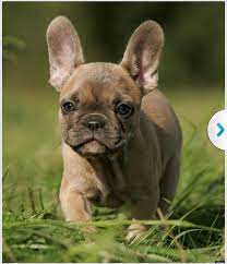 See more of french bulldog for adoption near me on facebook. Your Afternoon Oliver French Bulldog Rescues A Baby French Bulldog Puppies French Bulldog Rescue Bulldog Puppies