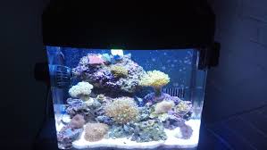 Maybe you would like to learn more about one of these? Too Much Live Rock Beginners Discussion Nano Reef Community