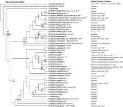 Image result for Cyrtanthus rhodesianus