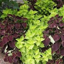 Image result for Coleus buchananii