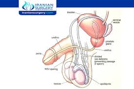 إن التهاب البروستات المزمن (prostatitis) ينافس سرطان البروستات وتضخم البروستات الحميد(bph) فيما يتعلق بنسب حدوث الانتشار، وعدد الاستشارات الطبية. Ù…Ø³Ø§Ø¹Ø¯Ø© Ø§Ù„Ù†ØªÙŠØ¬Ø© ØªØ¹ÙƒØ³ Ø§Ø­ØªÙ‚Ø§Ù† Ø§Ù„Ø¨Ø±ÙˆØ³ØªØ§ØªØ§ Ø¹Ù†Ø¯ Ø§Ù„Ù†Ø³Ø§Ø¡ Sjvbca Org