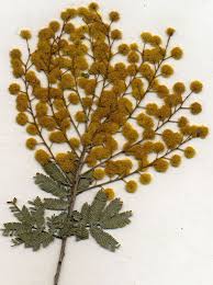Image result for Acacia afra