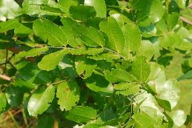 Image result for Julbernardia paniculata