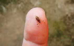 We did not find results for: 10 Smallest Insects Of The World Toptenscience