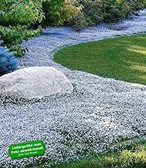 Baldur Garten Winterharter Bodendecker Isotoma Blue Foot Blauer Bubikopf Gaudich Rasen Ersatz 9 Pflanzen Isotoma Fluviatilis Tr In 2020 Bodendecker Garten Pflanzen