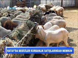Hatay Da Besiciler Kurbanlik Satislarindan Memnun Youtube