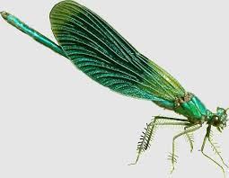 Image result for Pterygota