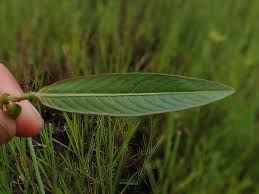 Image result for Ludwigia erecta