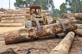 This company's import data update to. Tycoon In Legal Tussle Over Timber Licences Ngajat Sarawak