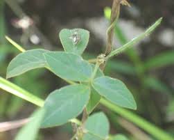 Image result for Teramnus uncinatus