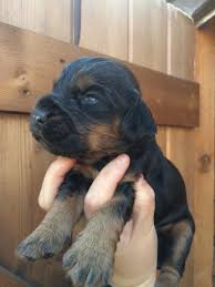Black And Tan Show Cocker Spaniel Puppies For Sale Beautiful Cocker Spaniel Pups For Sale 1 Black And Tan Boy 1 Black And White Boy 1 Black Boy And