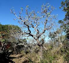 Image result for Cussonia corbisieri