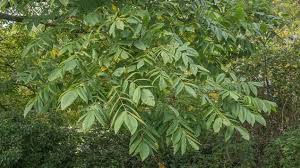 They are a prized tree, not only for their nuts, but also for their strong wood and long life span. Walnut Juglans Regia British Trees Woodland Trust