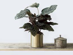 However, small varieties, such as flowering calathea, can only reach about 12 inches (30 cm) in height. Die Richtige Calathea Pflege Einfach Erklart Botanicly