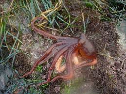 Google Image Result For Http 4 Bp Blogspot Com Odhzkpe8yao T3ewxrgmlwi Aaaaaaaafus Ypngdwxo5u0 S640 Tide Pools Octopus Jpg Octopus Endangered Tide Pools