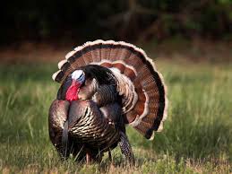 A magical journey that will entice your taste buds and mesmerize. Oklahoma Wild Turkeys Are Under The Gun As Their Population Shrinks